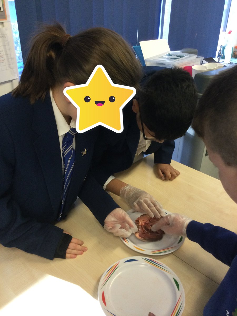 Year 6 have been learning about the heart and had the chance to see a real pig's heart! They identified the four chambers, muscle walls and valves. 🫀