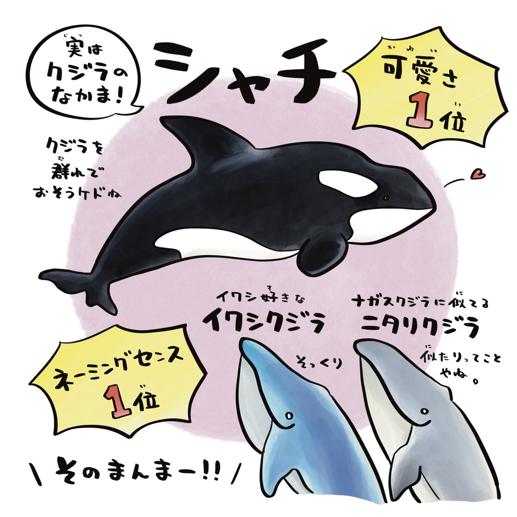 クジラもいろいろ