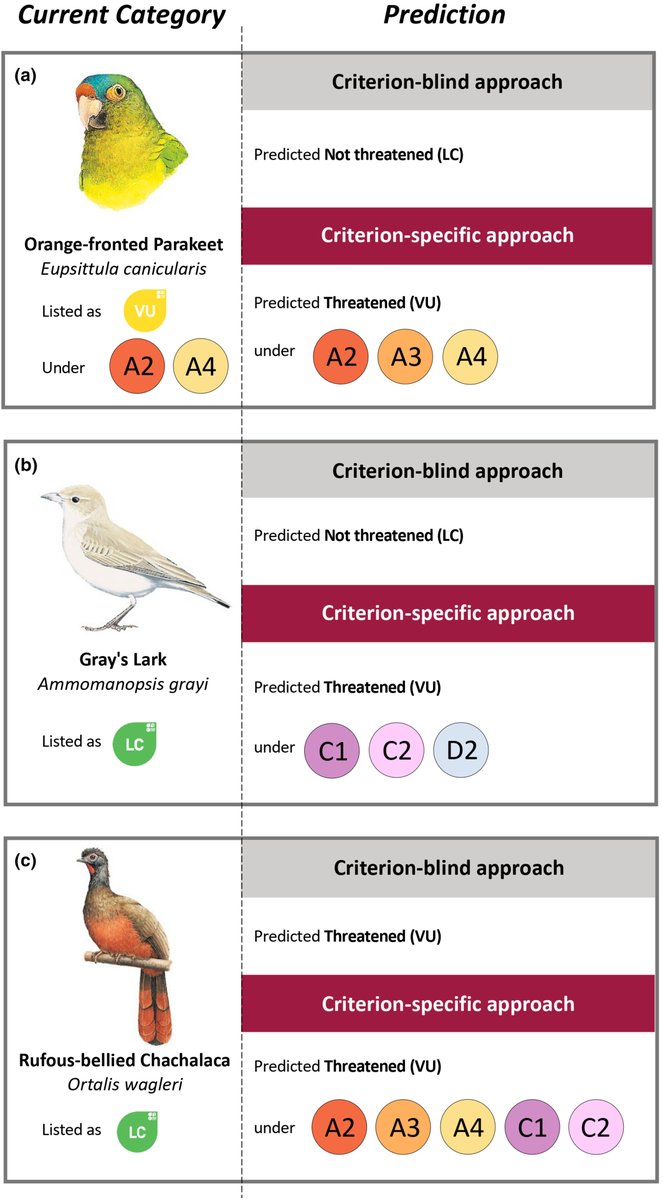 📢📰Modelling the probability of meeting #RedList criteria, by E. Henry & #sRedList group Extinction risk models have long tried to influence #RedList, with no luck. Predicting individual #RedList criteria, instead of categories, can bridge this gap! doi.org/10.1111/gcb.17…