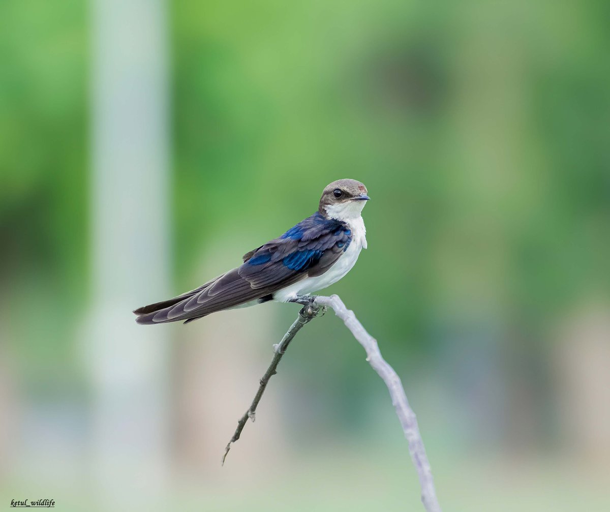 Ketulp5's tweet photo. Name : Wire-tailed swallow
#ketulp5 #clickedbyketulp5wildlife
#Wiretailedswallow #birds
#animal #birdsphotography
#wildlife #wildlifephotography
#wildlifephotographer
#wildlifeofindia #wildlifeonearth #earthcapture
#nature #naturelovers #NaturePhotography
#BBCWildlifePOTD #Nikon https://t.co/hzqU2CYGXB