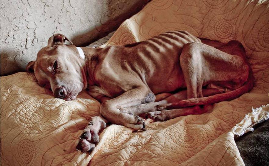 RobRobbEdwards's tweet photo. This beautiful Dog's condition is the result of severe neglect which is abuse in itself If you take an Animal into your family ypu take on the responsibility of providing the necessities of life, Food, Water &amp; Shelter

Be responsible https://t.co/jAVodq0KFP