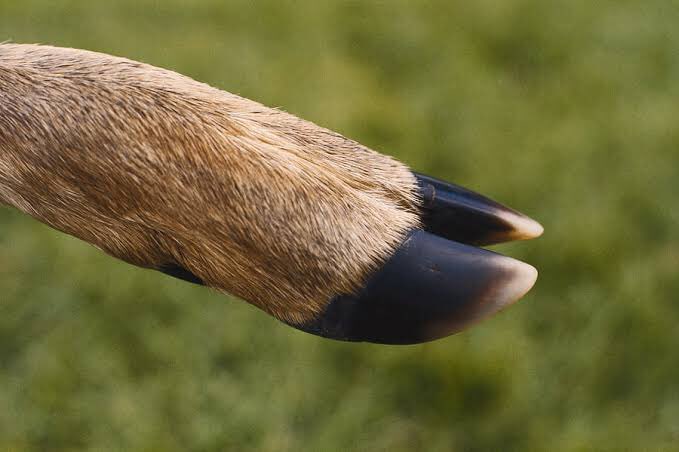 Looks left…

Looks right…

✨deer peet✨