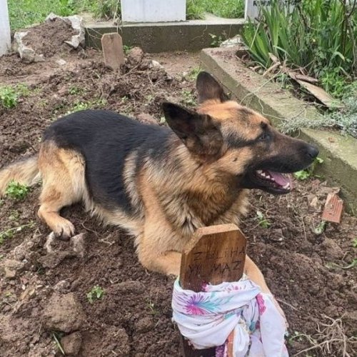 bpthaber's tweet photo. Bursa'da bir köpek, 52 gün önce ölen sahibinin mezarının başından ayrılmıyor. https://t.co/wy2zVQaLcz