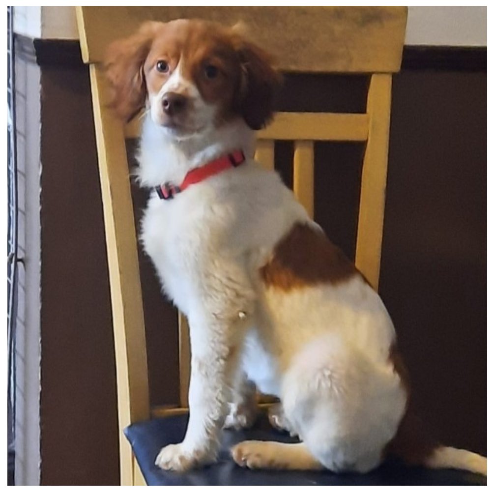 Golden Labrador Retriever Brittany Spaniel Mix Puppies MADRA Mutts