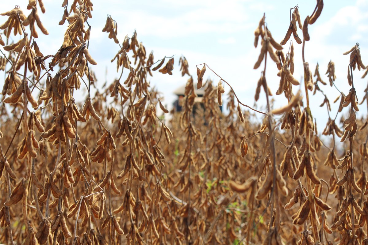 granjatotalagro's tweet photo. SOJA CADA VEZ PIOR: #safra brasileira seria de 135 milhões de toneladas, segundo a #Aprosoja Brasil, número bem abaixo do anunciado por #Conab e outras entidades. Mas a produção pode vir a ser até menor https://t.co/rBKtgsTiW6 

#agranjatotalagro #agro #agricultura #agronegocio https://t.co/9zIZfkpzGQ