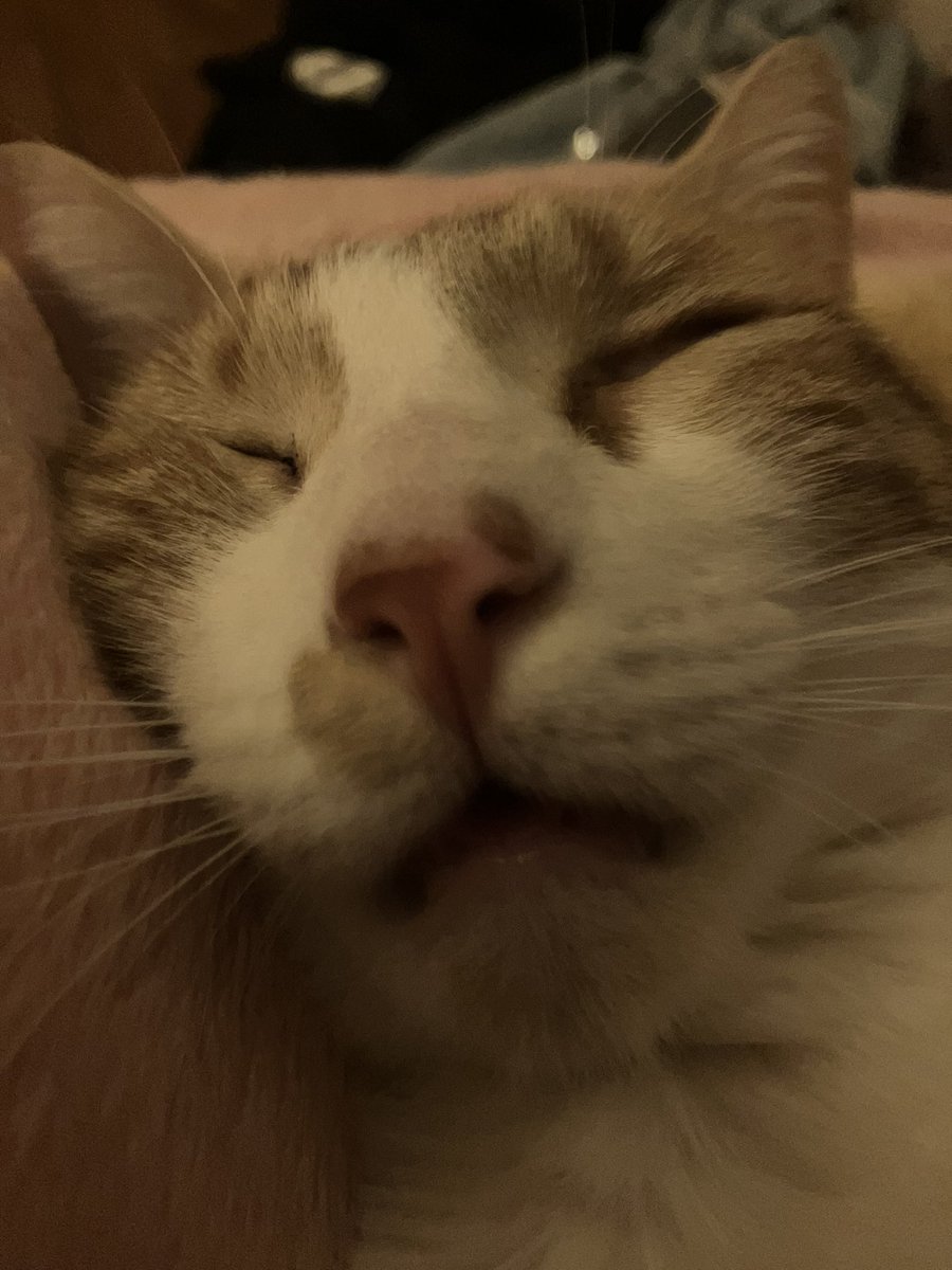 Me: It’s 4am let’s get the party STARTED!!
My cat:
