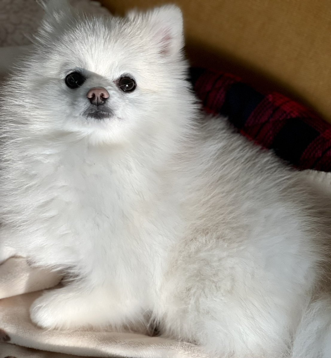 boku_ponchan's tweet photo. 夕日に照らされる美しき犬 https://t.co/FkVqMGcpuX