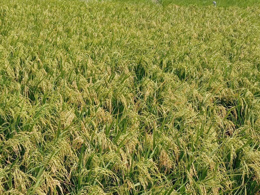 WHH Niger-Welthungerhilfe tweet media