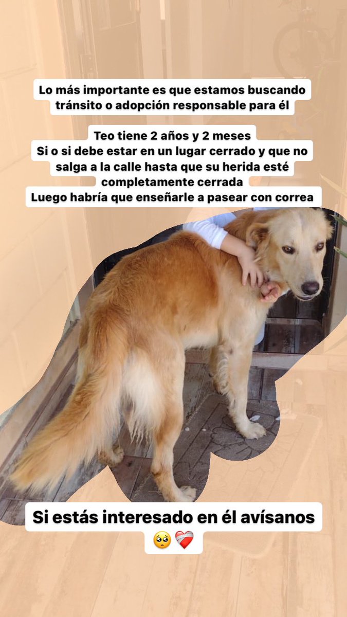 ALIAS: patitas.sanford 

❤️Teo se merece una segunda oportunidad!🥺  
Le están salvando la vida, iba a terminar muriendo de dolor!💔  
DIFUNDIR POR FAVOR 🙏  DALE RT
Sabemos qué hay una familia esperándolo!!!!   
⚠️PATIO BIEN CERRADO SI O SI⚠️