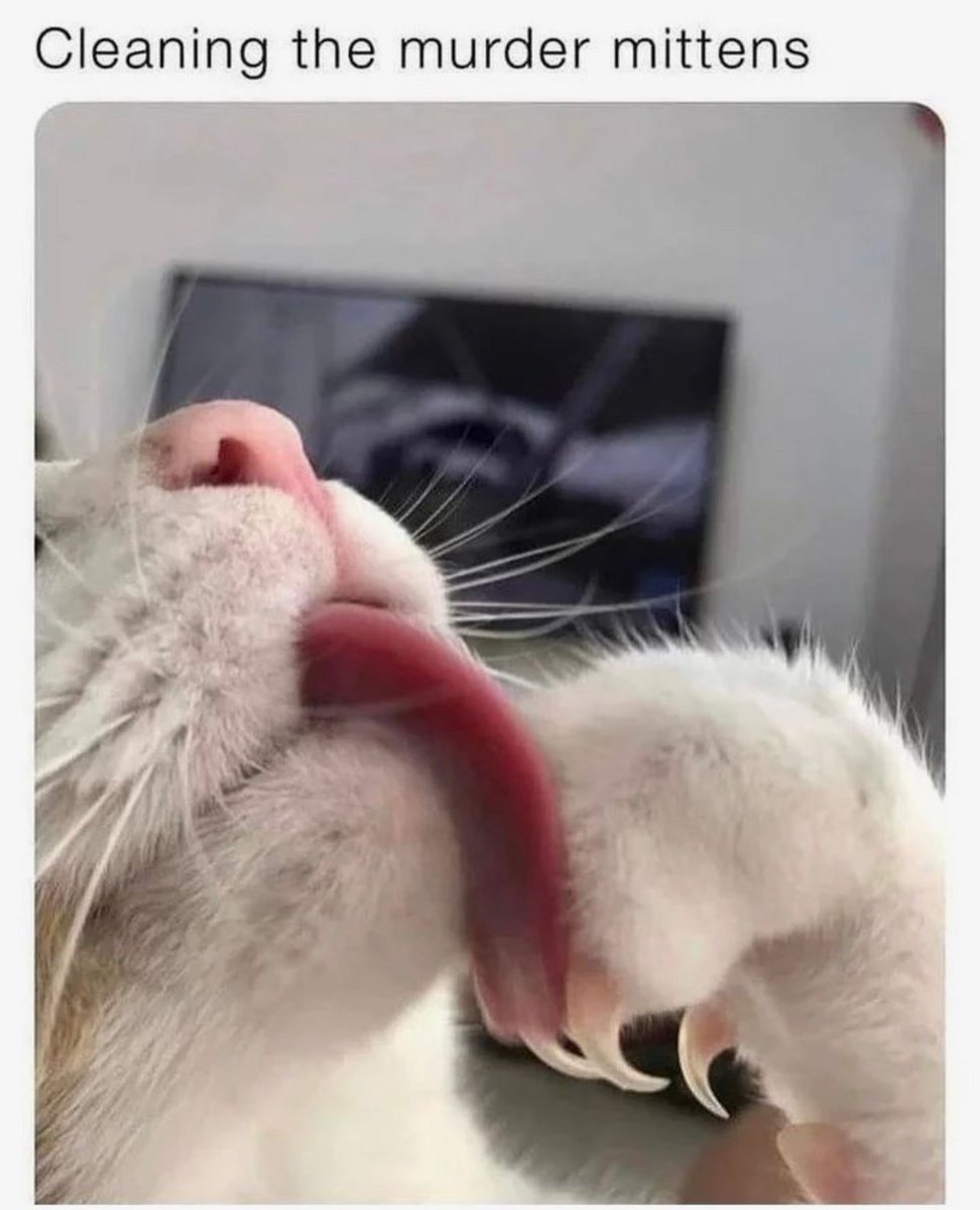 Posts Of Cats tweet media