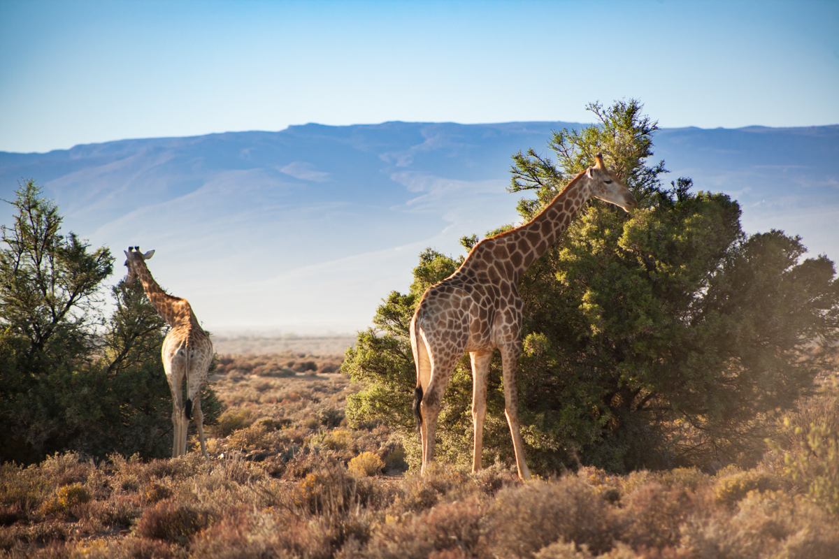 We are so blessed ✨

inverdoorn.com #Big5 #CapeTownSafari
