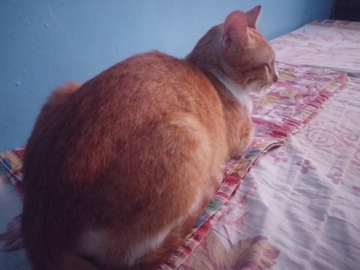 Bossy cat! #Zeppy 🤣

#catsoftwitter #adoptacat #LedZepcats #purrlove #kittygang #pawrfect #furbabies
