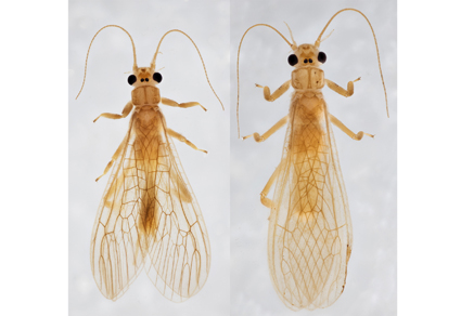 Zootaxa's tweet photo. Description of Neoperla philippinensis sp. nov. confirmed using integrative taxonomy and some notes on Neoperla oculata Banks, 1924 (#Plecoptera: Perlidae)
https://t.co/oc7cxGcOyI
#Taxonomy #stoneflies https://t.co/wHqHCKldbt