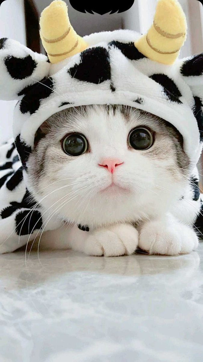 alqiiiii's tweet photo. So Cutee๐๐ฑ
#pet #mypet #petlover #petlove #petlife #petcheck #petpov #petdrop #pettips #petsoftwitter $ENGAGE ๐พ https://t.co/lv1Bqfj6HA