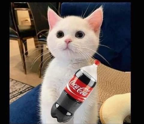 thalmusa's tweet photo. ¿Cómo que ser coquette no es que te guste mucho la coquita? https://t.co/uknRWMJV6T