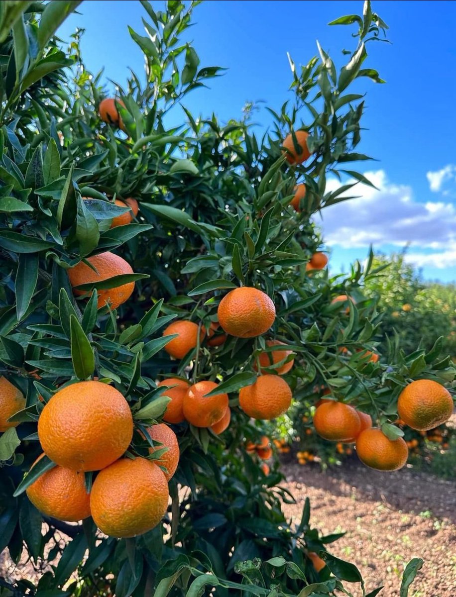 mynzagric254 tweet picture