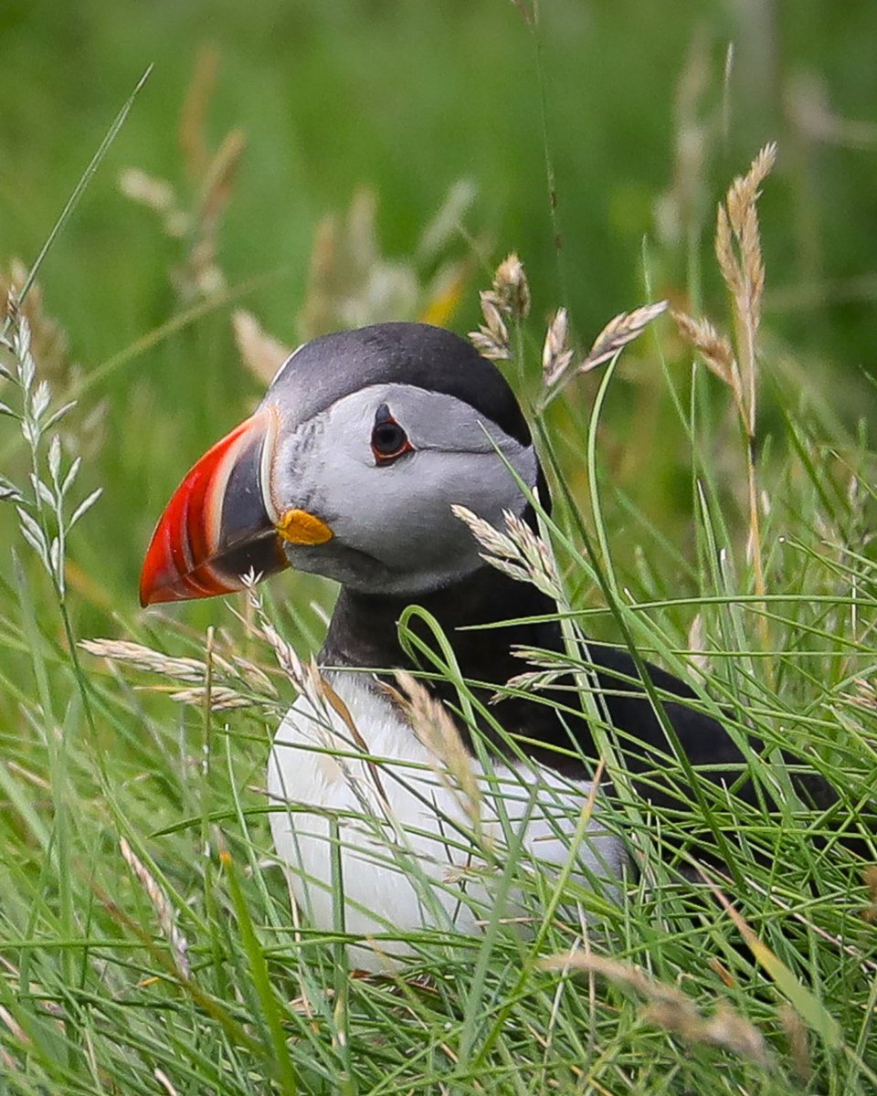 earthwatch_org's tweet photo. When the swell gets high, participants on the "Killer Whales and Their Prey in Iceland" expedition can now retreat to the puffin hut to observe the puffins and their prey. Puffins share parts of their diet with some whales, offering insight into environmental changes. 📷: Samarra https://t.co/2rb5WoempA