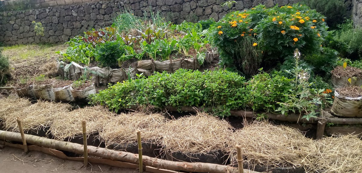 UsengimanaEric8's tweet image. #Marigold serves a vital role in #agroecological practices by acting as a natural pest deterrent in #vegetable cultivation. This promotes a sustainable and eco-friendly approach, fostering a balanced ecosystem within the agricultural environment🌱🌱
#FarmingForBetterFuture🌱🌱