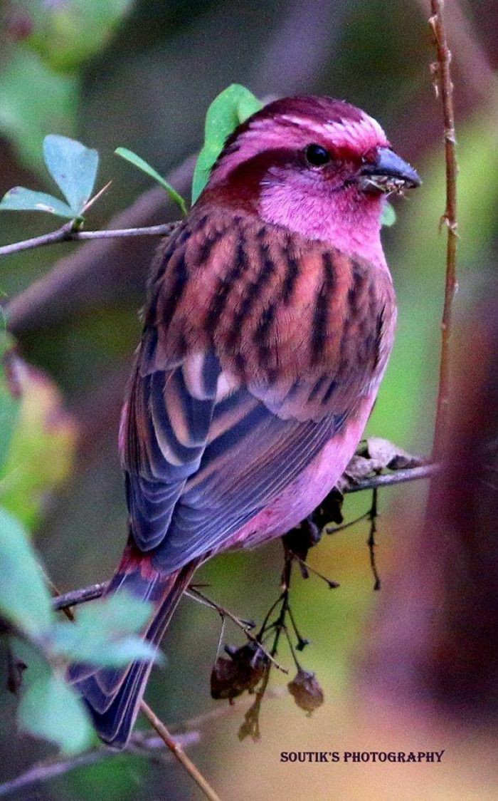 🦜 The Pink-Browed Rosefinch Is A Bird That's Almost Too Pretty To Be Real.

#birds #birdwatching #wildlifephotography #photograghy #TwitterNatureCommunity #BirdsOfTwitter