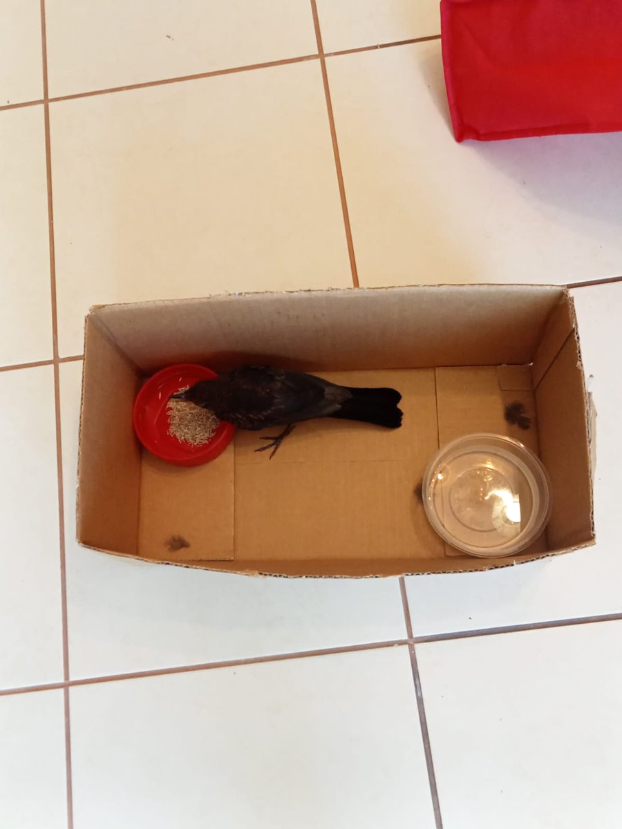 BrightonSA's tweet photo. 2  Life in a box https://t.co/SVSCWLhzfl