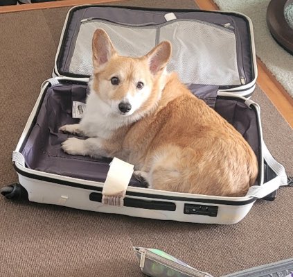 qtpiebyunbaek's tweet photo. 240116 BAEKHYUN BUB

Baekhyun: (Photo)

Inside the luggage! https://t.co/eJ4fPsbnNG
