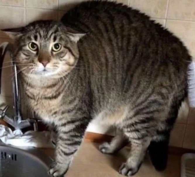 i4mista's tweet photo. @cat_auras https://t.co/RENrwRocb0