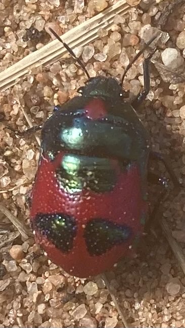 Insect fanciers, anyone know what this is?