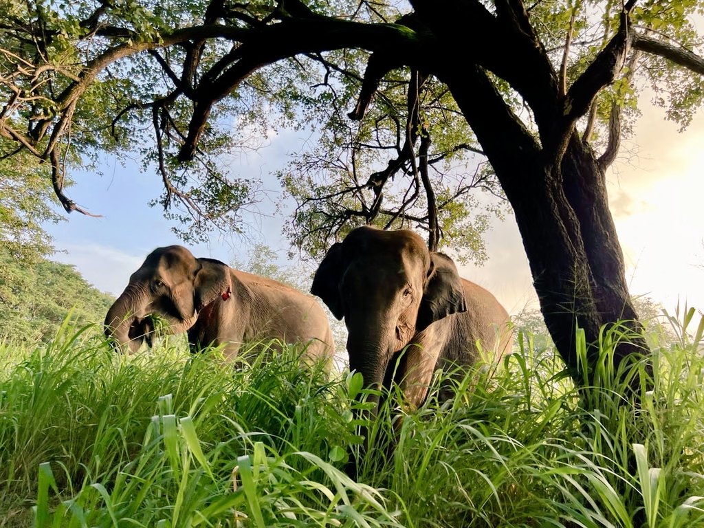 WithRukmal's tweet image. Wildlife Sri Lanka. Visit Sri Lanka travel with Team Shan Lanka 
adventure-srilanka.com 
WhatsApp +094777897509
travel.with.rukmal@gmail.com