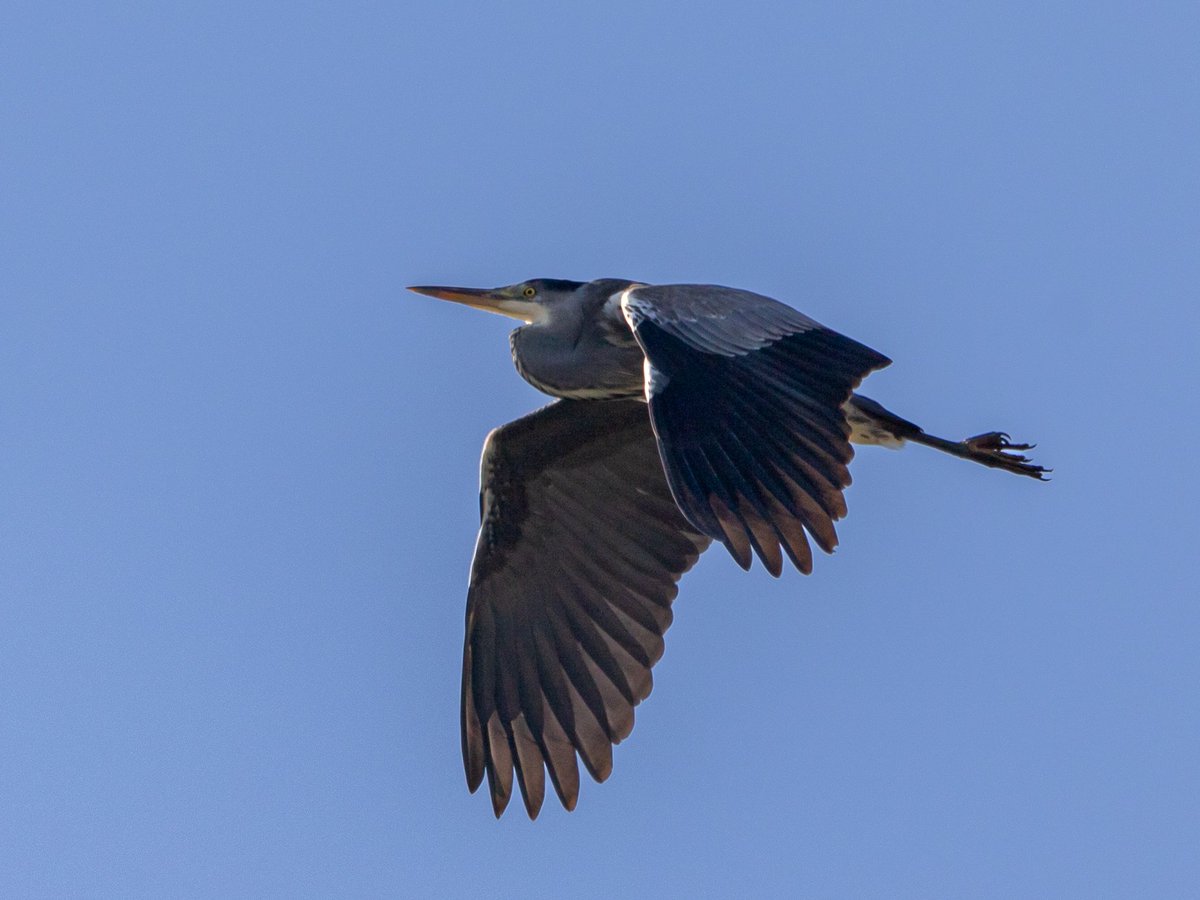 Good morning all. I heard a noise behind me and when I looked, saw this Heron flying towards the river. Wishing everyone a happy and safe Tuesday. #TwitterNatureCommunity #naturelovers #nature #NaturePhotography #birds #wildlifephotography andyjennerphotography.com