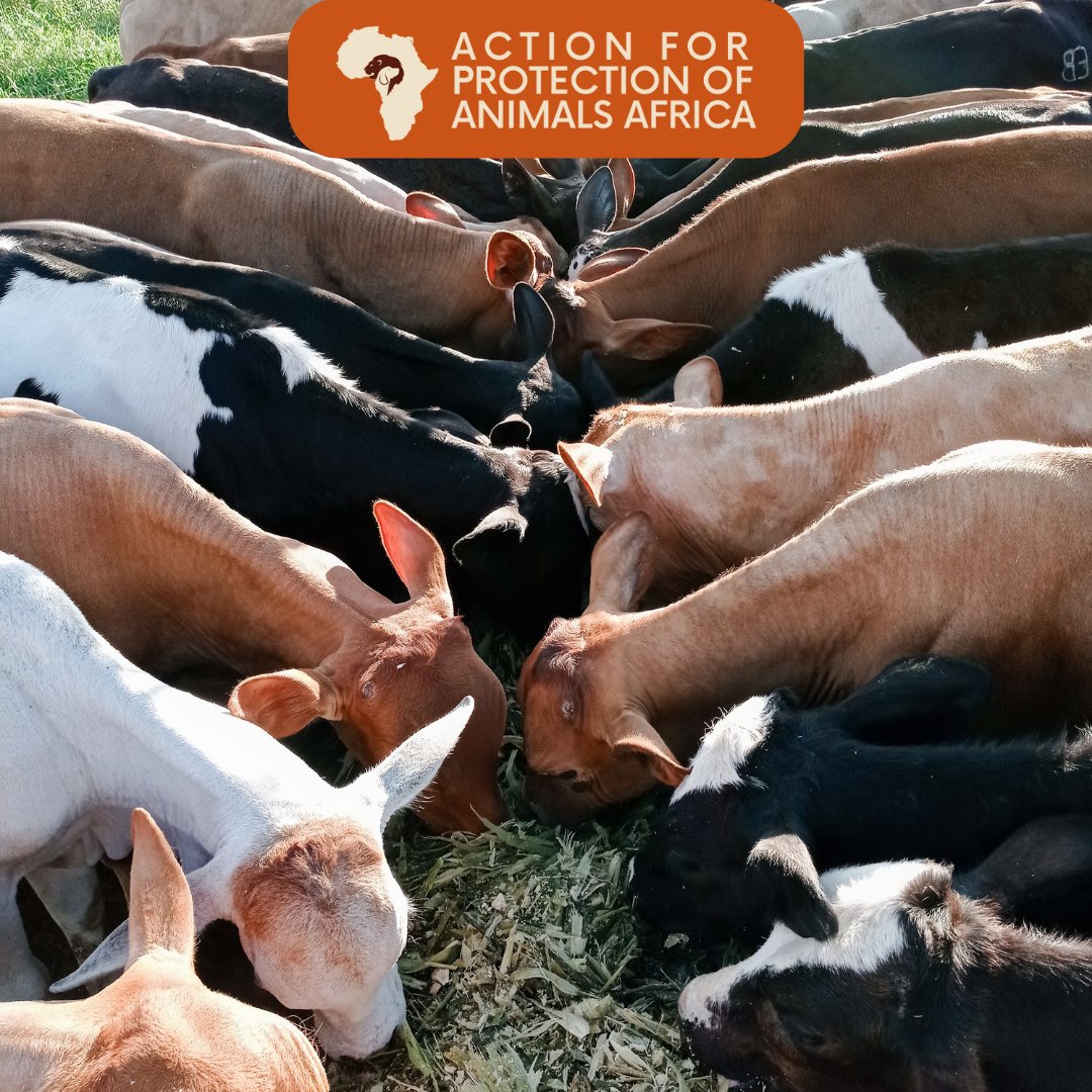 Balanced diets for livestock are a win-win: healthier animals, better-quality products, and a step towards more ethical farming practices. 

Let's invest in their nutrition and well-being. 

 #FarmToTable #AnimalWelfare