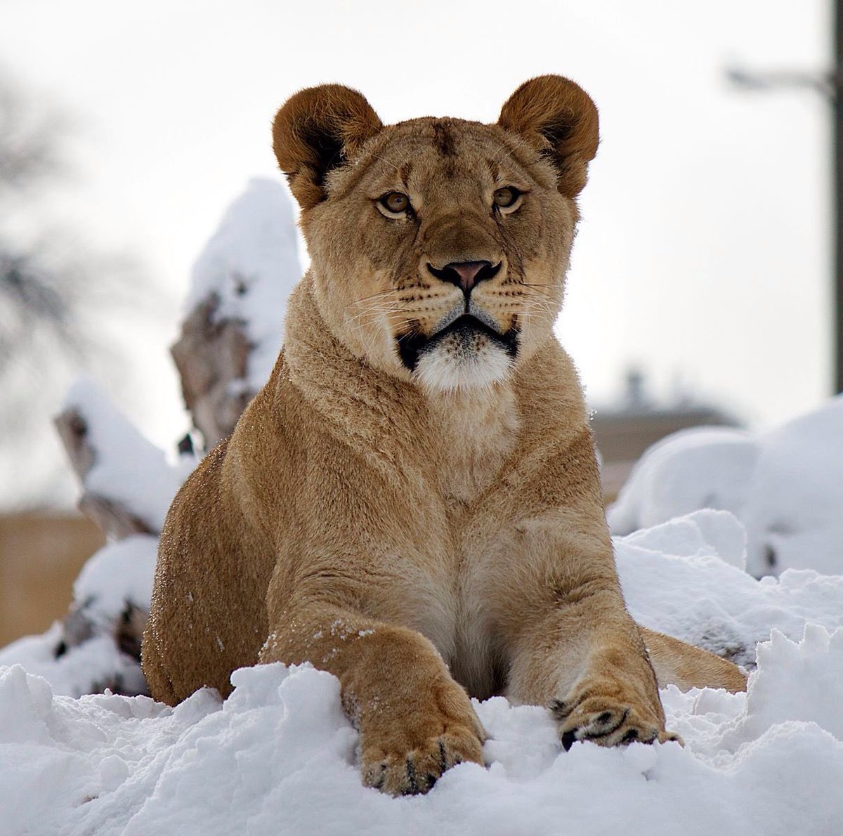 marie_nassar's tweet photo. Good morning X-Friends…Happy Tuesday ☃️❄️🌷🩷☕️

#TuesdayMorning 🌷 #CoffeeTime ☕️ #AnimalLovers 🩷 #StayPositive ☃️ #PeaceAndLove 🕊️ https://t.co/esB9aqfBsk