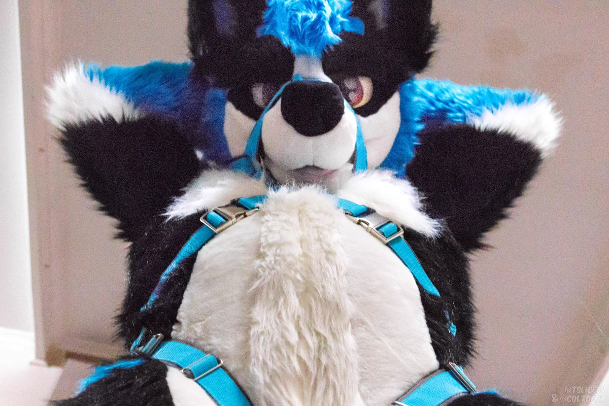 Shadow, a black blue and white fursuit with his arms behind his head wearing a turquoise harness. Looking down seductively with a protruding fluffy belly.