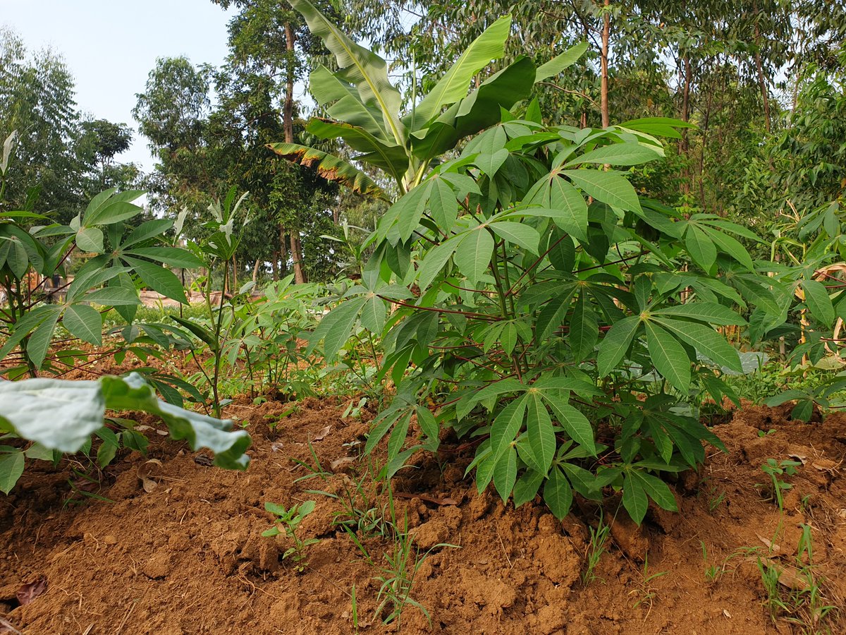 Did you know that Cassava leaves can be used as vegetables? My grandmother had a fantastic recipe for it. #CassavaFarming