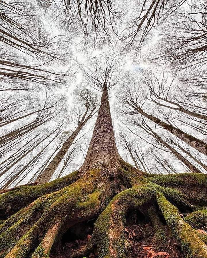 mason4922's tweet photo. A Perspective from the Forest Floor
📷 carlettodelmonaco https://t.co/6b0wpBtqed