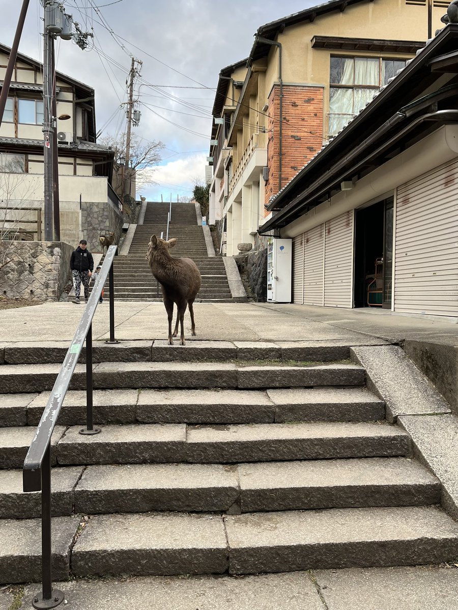 cs_sp_yk's tweet photo. 鹿と珈琲の旅 https://t.co/LT5OrnzHTk