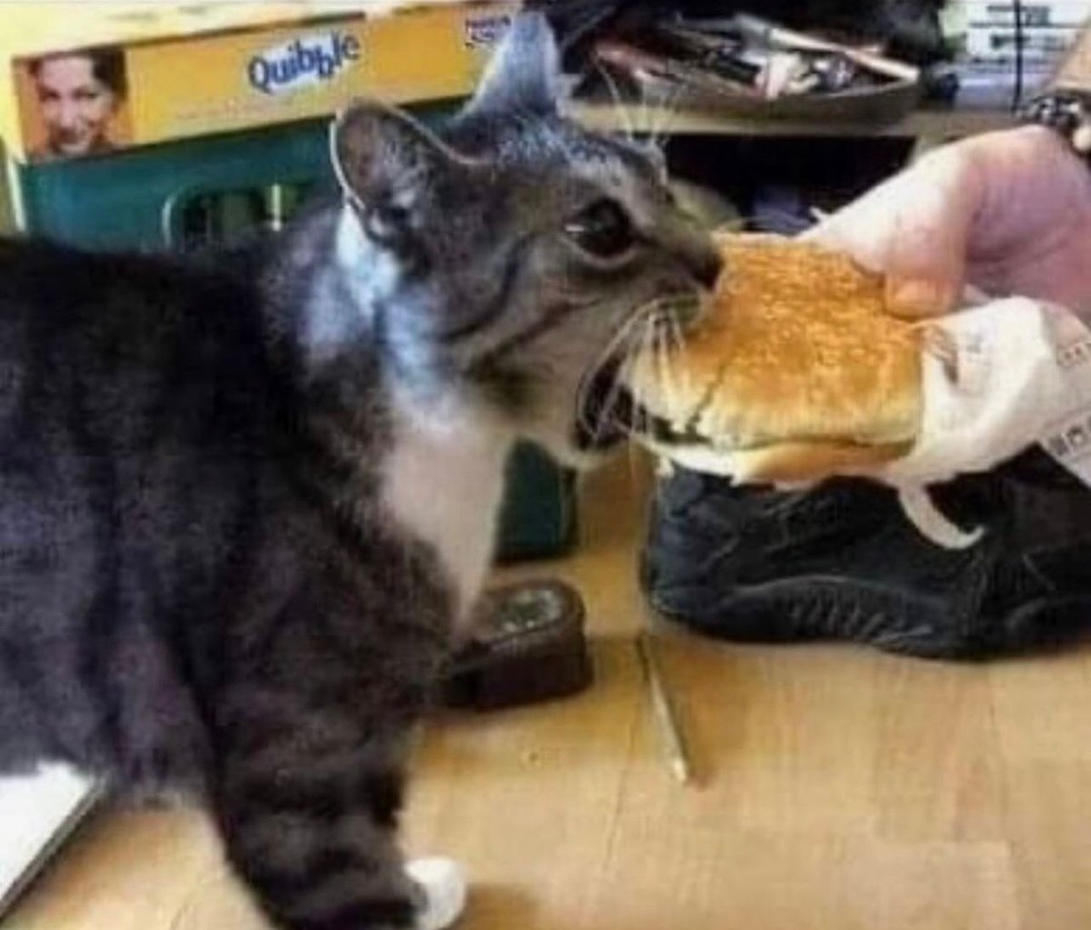 PostsOfCats's tweet photo. just a bite https://t.co/1bWia9zFqJ