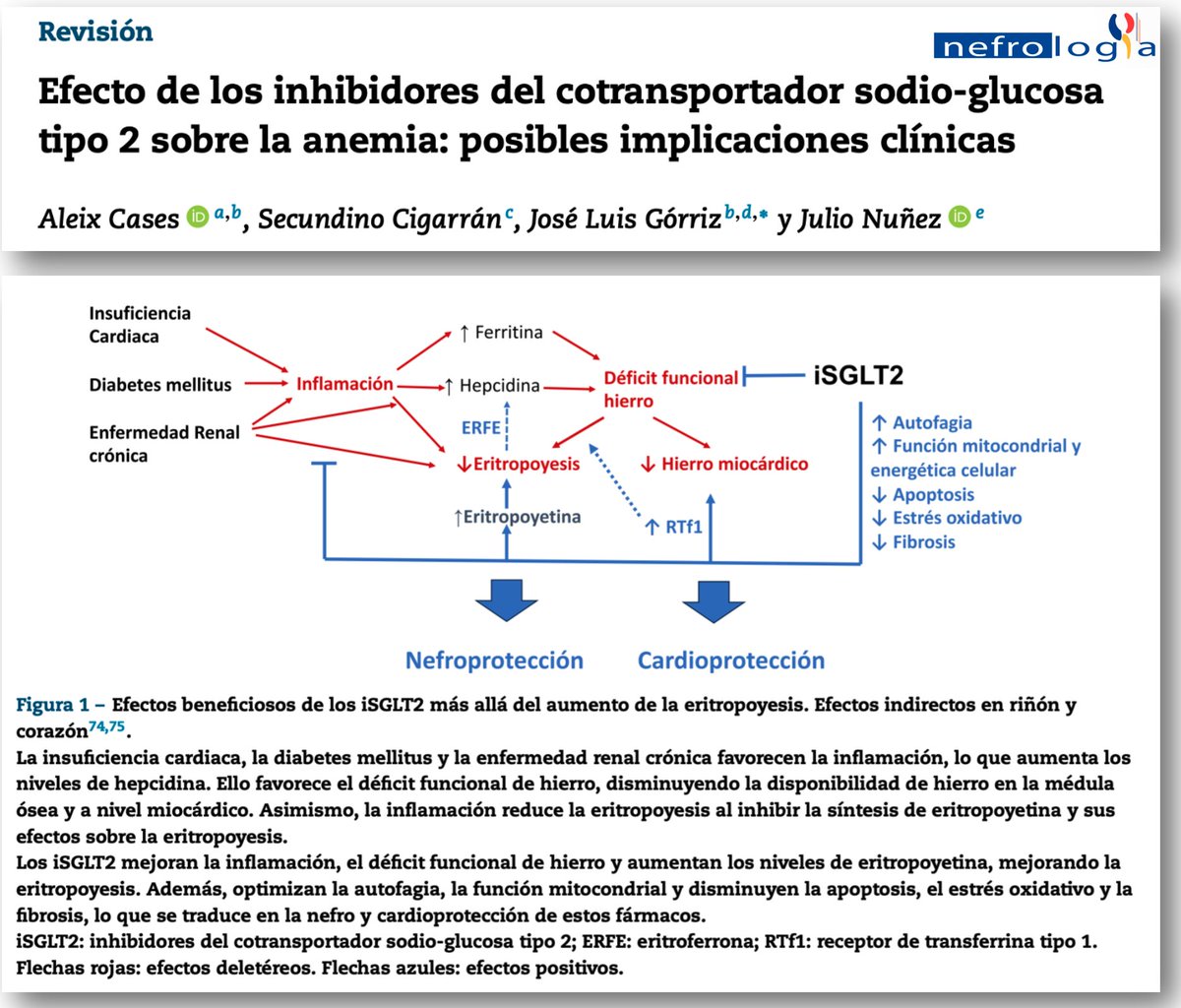 Roberto Alcazar (@ralcazara) on Twitter photo ¿Qué efectos tienen los iSGLT2 sobre la anemia, más allá del aumento de la eritropoyesis? Revisado en #RevistaNefrologia - revistanefrologia.com/es-efecto-inhi… - Interesante lectura para reflexionar <a href="/SENefrologia/">S.E.N. Nefrología</a> <a href="/SOMANEorg/">Sociedad Madrileña de Nefrología (SOMANE)</a> #Nefro_8_01 <a href="/jlgorriz/">Jose Luis Górriz</a> ¿Qué efectos tienen los iSGLT2 sobre la anemia, más allá del aumento de la eritropoyesis? Revisado en #RevistaNefrologia - revistanefrologia.com/es-efecto-inhi… - Interesante lectura para reflexionar <a href="/SENefrologia/">S.E.N. Nefrología</a> <a href="/SOMANEorg/">Sociedad Madrileña de Nefrología (SOMANE)</a> #Nefro_8_01 <a href="/jlgorriz/">Jose Luis Górriz</a>