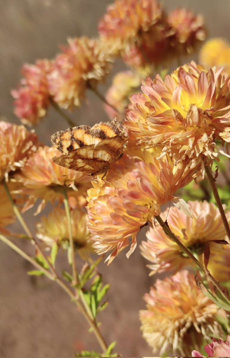 nandita_sen's tweet photo. A khasi common jester ๐ฆ camouflaged amongst the chrysanthemums...
#TitliTuesday #butterfly @indiAves
@savebutterflies @IFoundButterfly #nature
#NaturePhotography
#NatureTwitterCommunity
#mygarden https://t.co/wbJeWnNz9h