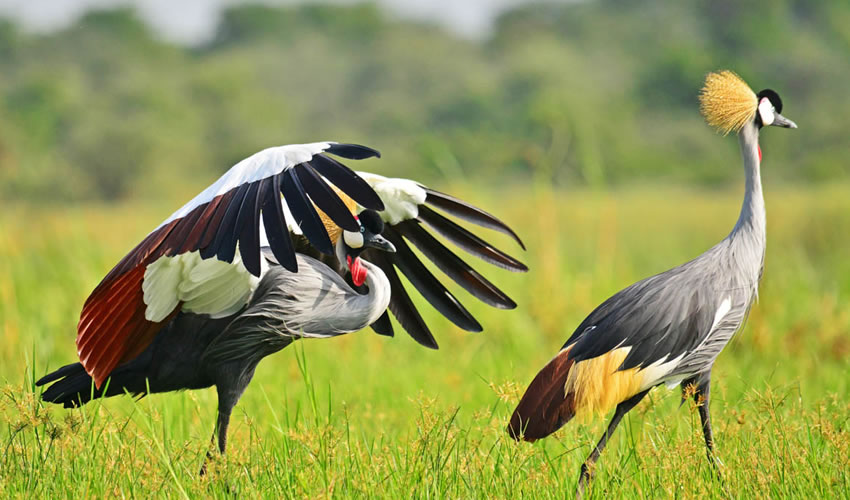 Good morning delegates. The grey crowned crane which is the national bird is symbolic of the gentle and welcoming nature of the people of Uganda. We are ready to welcome and take you around our beautiful sceneries during your long stay here.

#NAMSummitUg2024 #BeautifulUganda