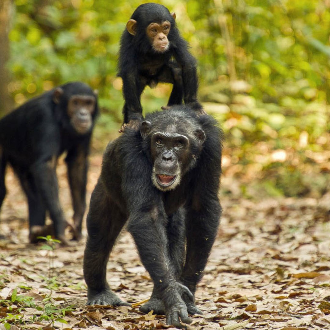 Gombe is the smallest of Tanzania’s national parks: a fragile strip of chimpanzee habitat straddling the steep slopes and river valleys.  

visit @ lifetimesafaristz.com/tanzania-desti…… 

Phone: +255 75 5419246  

#tanzania🇹🇿#gombestreamnationalpark #chimpanzees