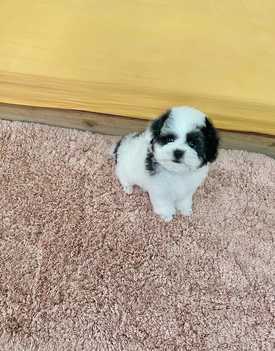 Antony.gomez tweet media