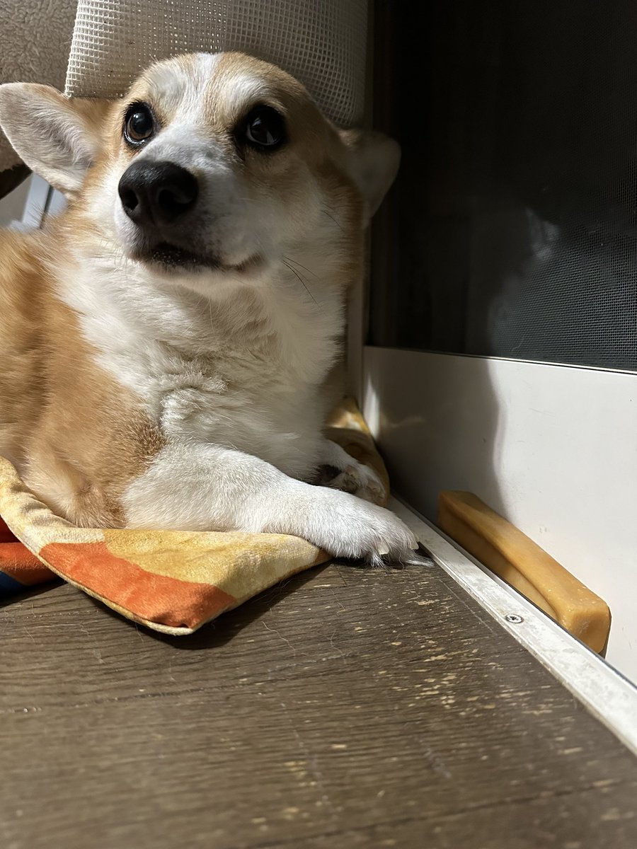 🦴がはさまっちゃったよ！

#犬 #コーギー #dog #corgi