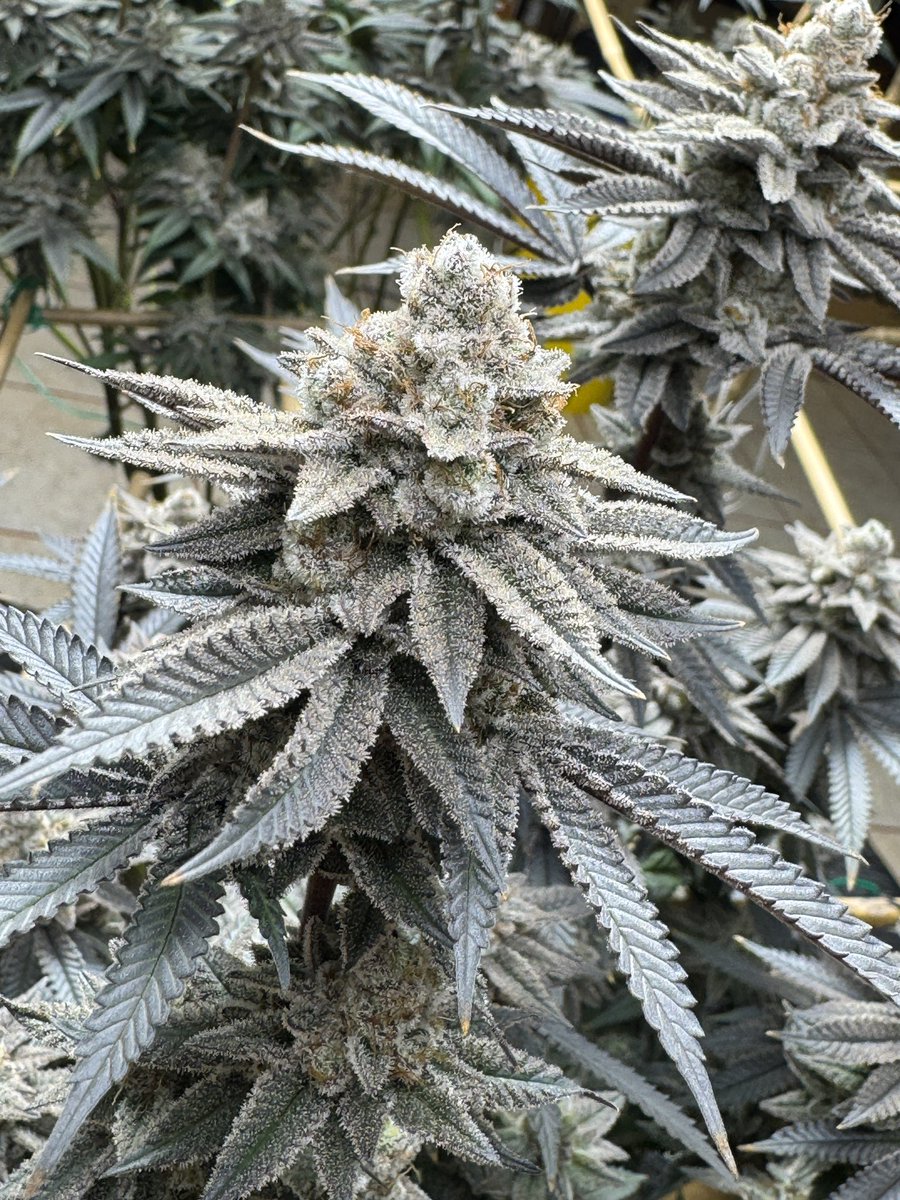 Heard it’s Blizzard Season 🥶 “Giggle Gas” (Gas Nana X Madness) Grown & Selected by: Discord Mod Seven11 Banana Cream Gas 🤯 #RiseWithThePhoenix Join our Discord discord.gg/solfiregardens or Visit us at Solfiregardens.com #Solfire #cold #GG #SolfireOrNoFire