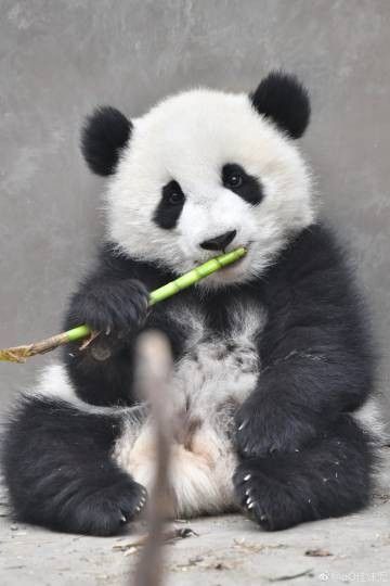 Patricia Penafria tweet media