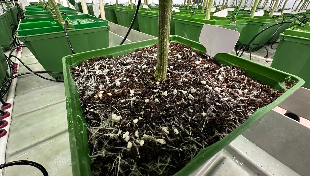 GreensTriangle's tweet photo. Cannabis roots need an environment where they can thrive. Light, airy soil rich in organic matter ensures good drainage and aeration, preventing root diseases and allowing optimal growth.
#GrowersGuide https://t.co/8iX84uBVzK