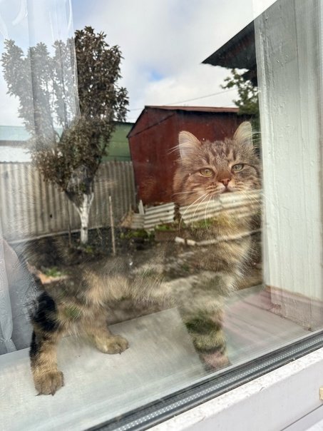 ❗️СРОЧНО ИЩЕТ ДОМ ❗️ г.Саратов-Энгельс❗️

Спасли с улицы от собак беременную, с мая 2023 года она живёт в доме, который сейчас уже продается, и через месяц он будет у новых хозяев. Кошечка кушает абсолютно любой корм, стерилизована. 
Номер для связи: 89873661973, Ангелина