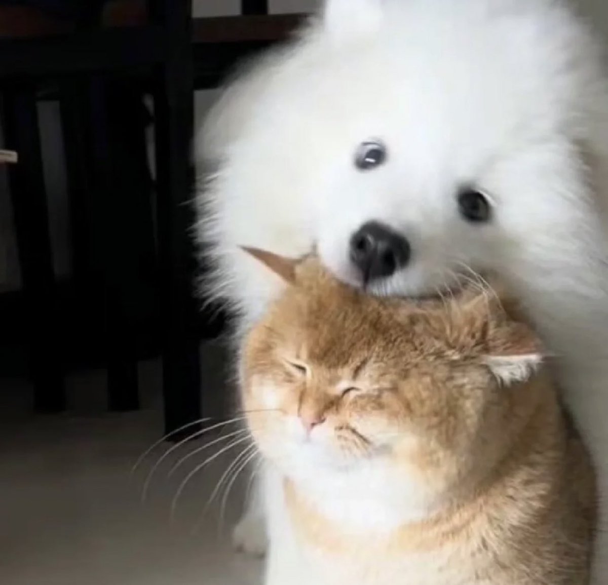 คิดถึงใครให้จุ้บหัว