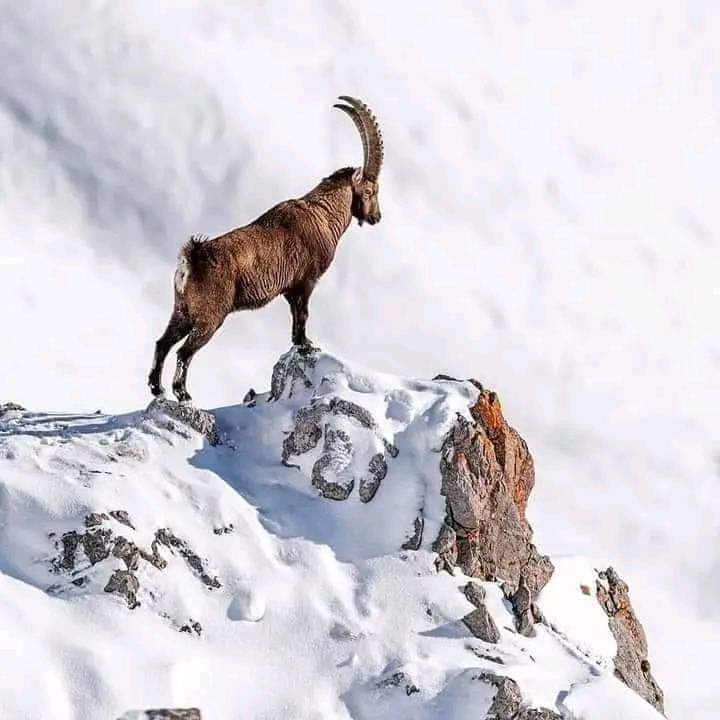 smzoologist's tweet photo. Himalayan Ibex https://t.co/krwtUR8lAs