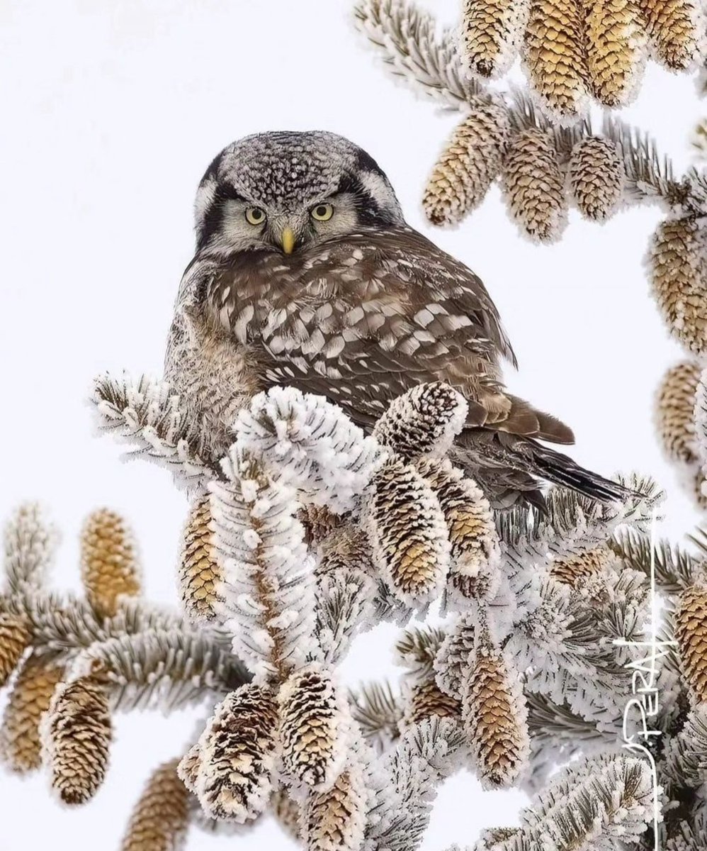 MirkoVasi2's tweet photo. Really cold Tuesday... happy 🦉❄️🌲🤍🤗 https://t.co/19ymVpTKvG
