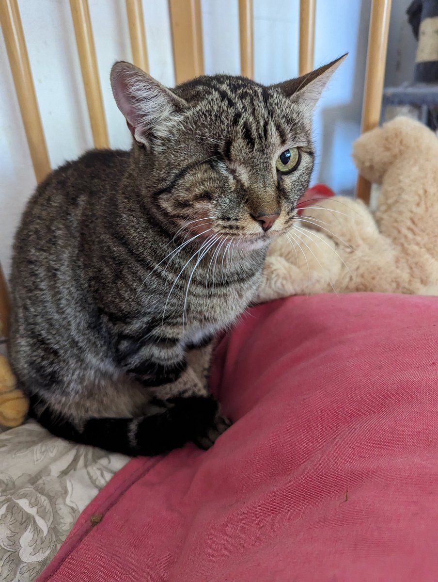 Tienes 1 minuto? No te pedimos más. Solo un minuto para ella.

Hoy la publicación es para Minerva, una de nuestras invisibles.

 Nadie se ha fijado en ella.

Busca hogar. Y se lo merece. Y no pararemos hasta encontrarlo.

#Valencia Silvia 635 12 78 55

#adoptanocompres #gatos